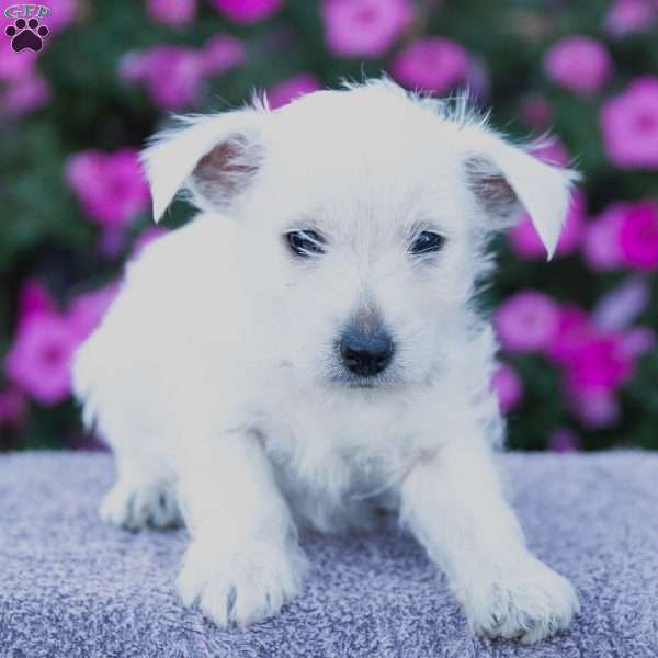 Beauty, West Highland Terrier Puppy